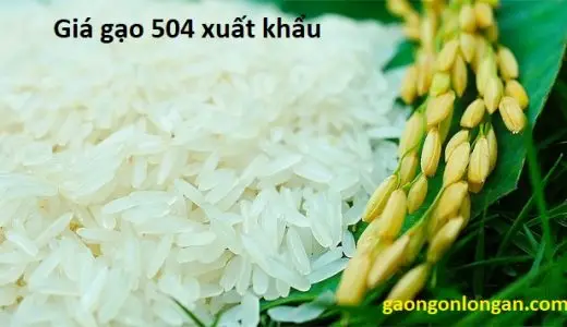 giá gạo 504 xuất khẩu