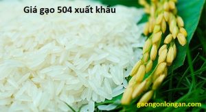 giá gạo 504 xuất khẩu